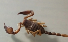 Euscorpius tauricus
