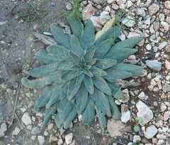Echium glomeratum