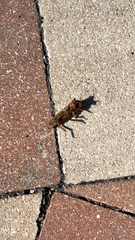 Neoscapteriscus vicinus