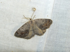 Macaria loricaria