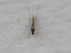 Gampsocoris punctipes