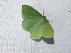 Geometra papilionaria