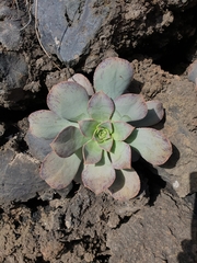 Aeonium