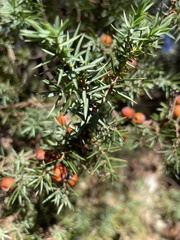 Juniperus deltoides
