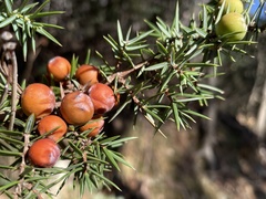Juniperus deltoides