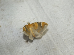 Eulithis pyropata