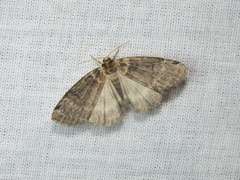 Tetheella fluctuosa