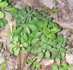 Parietaria pensylvanica