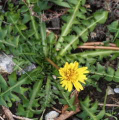 Taraxacum hybernum
