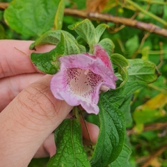 Sessame (Sesamum radiatum)