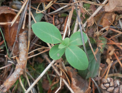Lonicera periclymenum