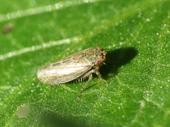 Euscelidius variegatus
