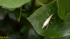Oecanthus longicauda