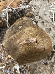 Melanoides tuberculata