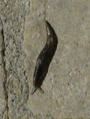 Limacus flavus
