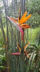 Strelitzia juncea