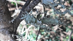 Ramalina canariensis