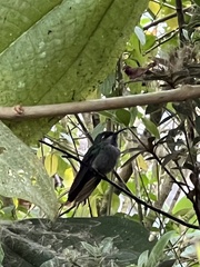 Campylopterus falcatus