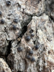 Rosellinia