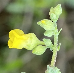 Hermannia cuneifolia