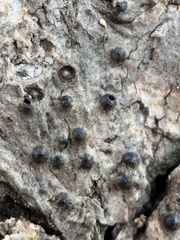 Rosellinia