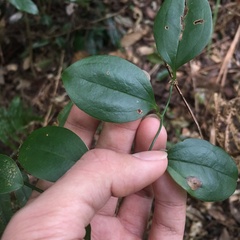 Smilax bracteata