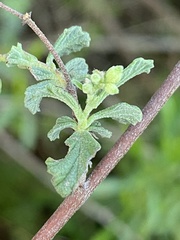 Hermannia cuneifolia