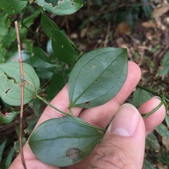 Smilax bracteata