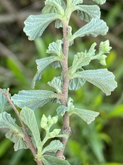Hermannia cuneifolia