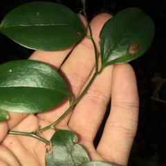 Smilax bracteata