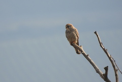 Falco tinnunculus tinnunculus