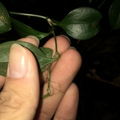 Smilax bracteata