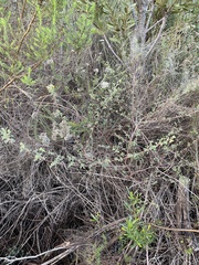 Hermannia cuneifolia