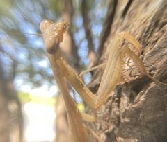 Statilia maculata maculata