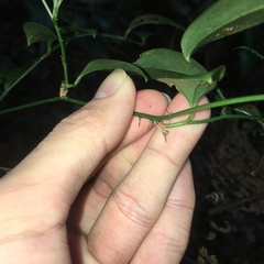 Smilax bracteata