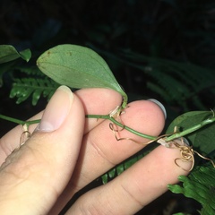 Smilax bracteata