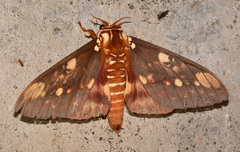 Citheronia hamifera