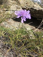Scabiosa comosa