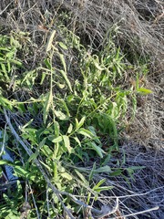 Sphaeralcea angustifolia