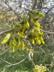 Anagyris foetida