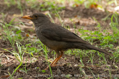 Turdus smithi