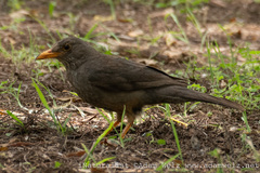 Turdus smithi