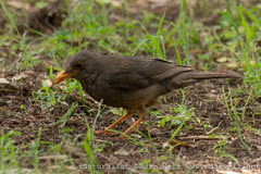Turdus smithi