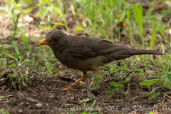 Turdus smithi