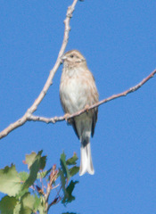 Emberiza citrinella × leucocephalos