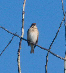 Emberiza