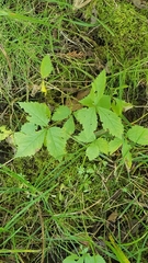 Rubus pubescens
