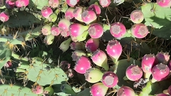 Opuntia stricta