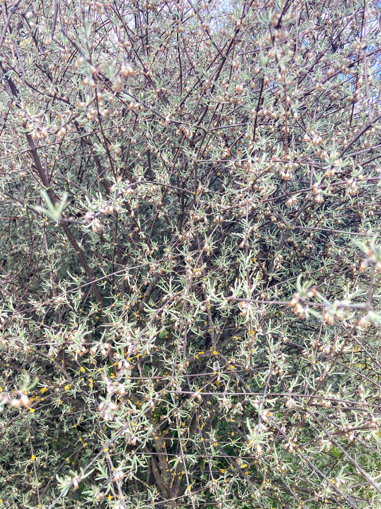 Olearia lineata in December 2022 by Richard Littauer · iNaturalist