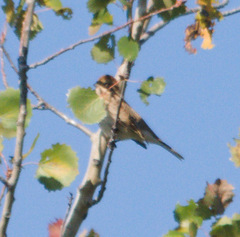 Emberiza